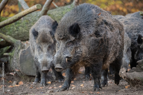 wild boars in the woods