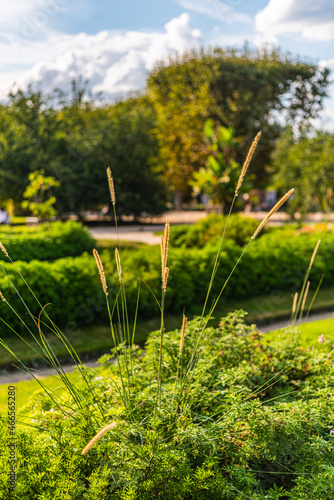 Obraz na płótnie Balade au parc w salonie