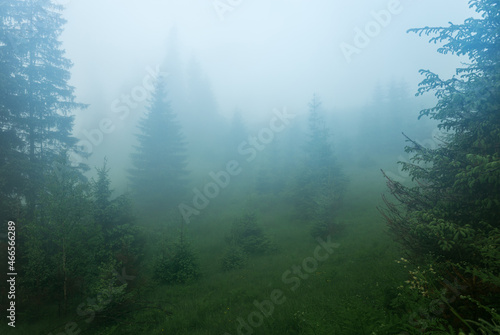 Foggy landscape of fir forest in the early morning  magical forest in fog  misty morning in the forest