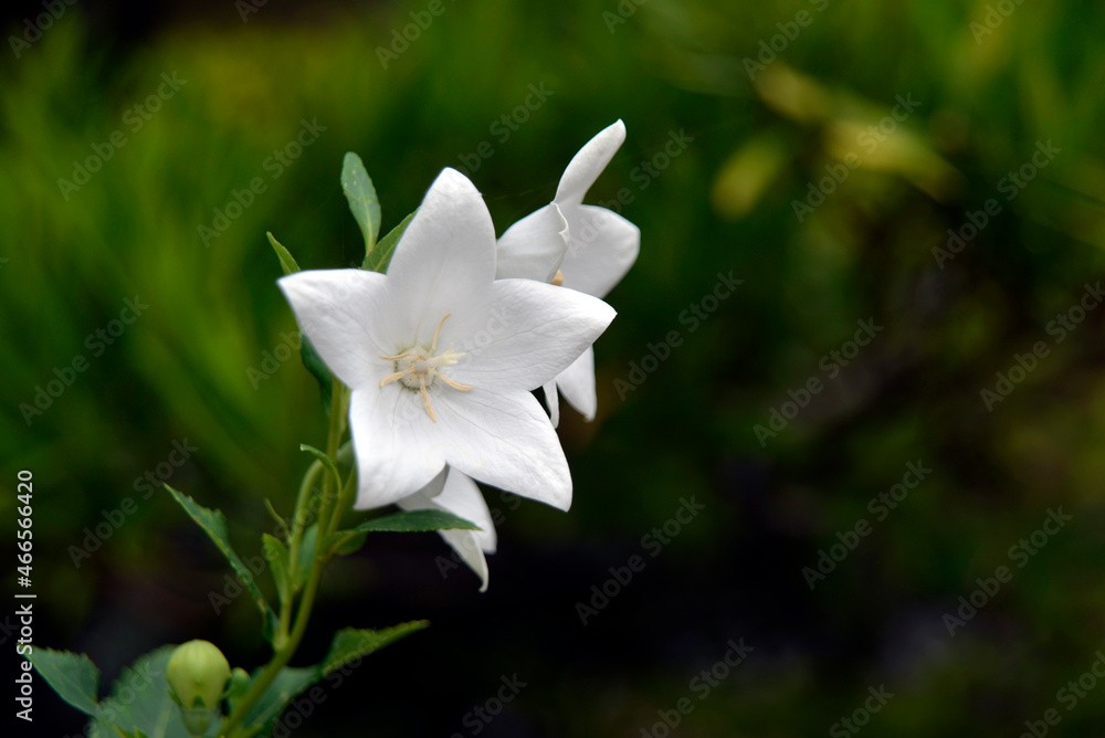 Obraz premium 白いキキョウの花