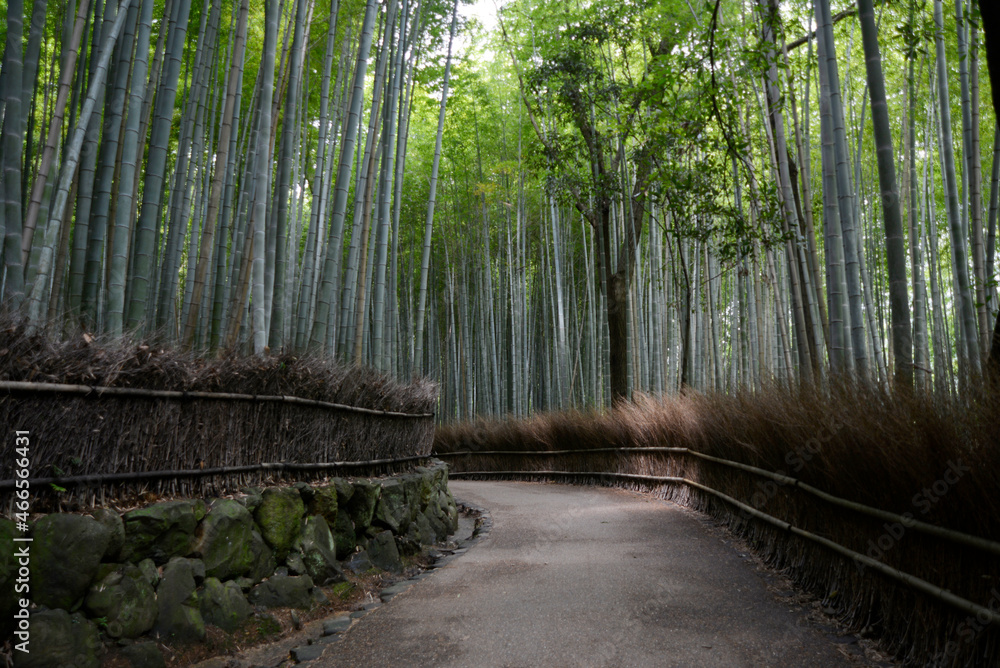Fototapeta premium 嵯峨野竹林の小径 京都市右京区