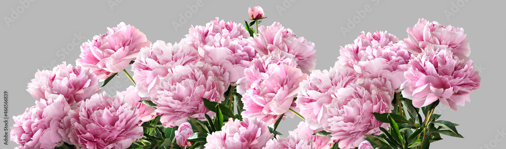 Bouquet of pink peonies isolated on a gray. Horizont.