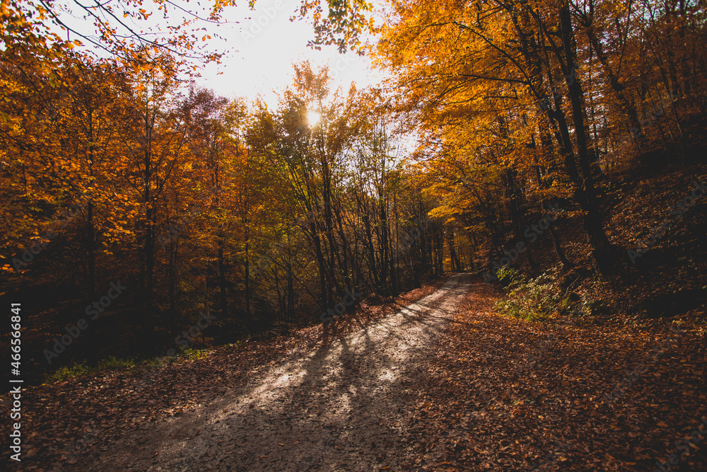Obraz premium The bright sun rises over the hill in the autumn forest