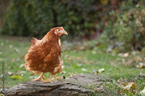 Beautiful chicken in yard on farm. Domestic animal