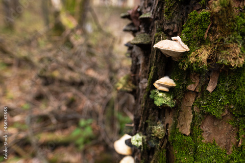 Mushrooms, lichen and moss on the tree. A close-up of the bark of a tree is covered with fungal growths.