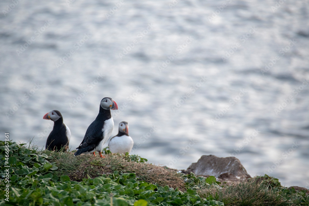 Landscape of puffins nesting on grassy cliffs in Grimsey Island Iceland Landscape of puffins nesting on grassy cliffs in Grimsey Island Iceland