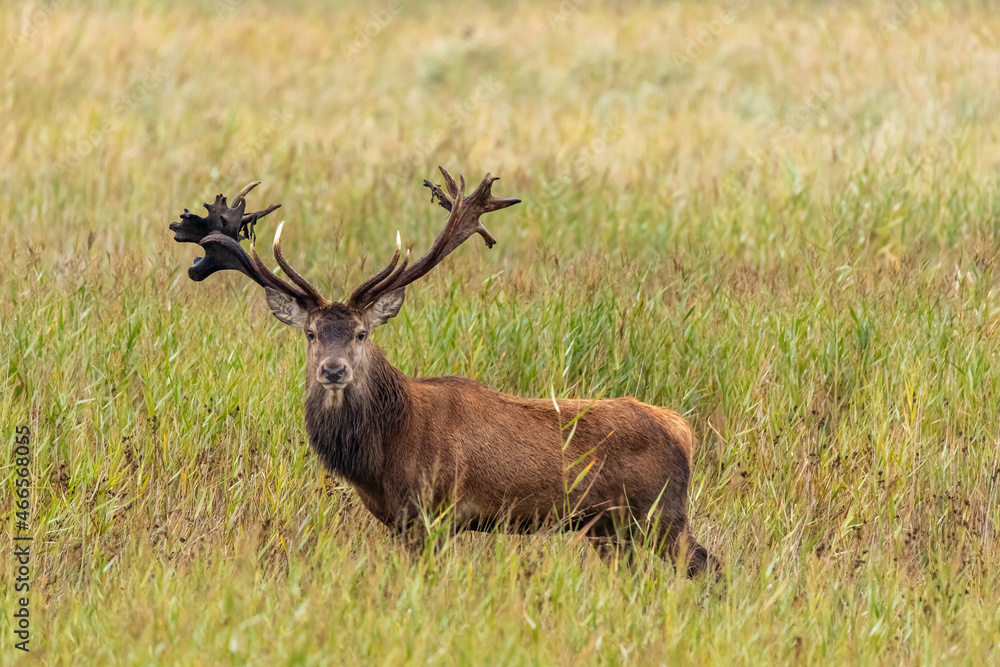 Obraz premium Rothirsch 19