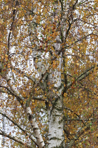 Hintregrund Herbstbaum. Birke im Herbst.