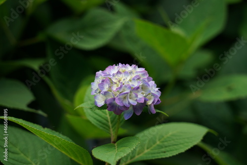 Solo hydrangea