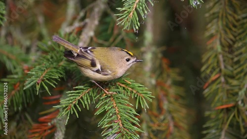 beautiful wild bird goldcrest on spruce branches