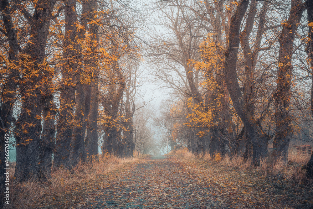 Autumn forrest woodland photo