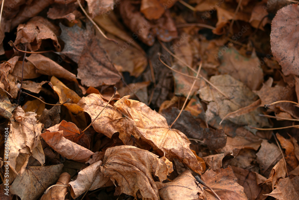 Dry autumn leaves on the ground. Fall and nature withering concept. Brown foliage under your feet in the park or a forest. Backplate for web design with blank space for text. Abstract background