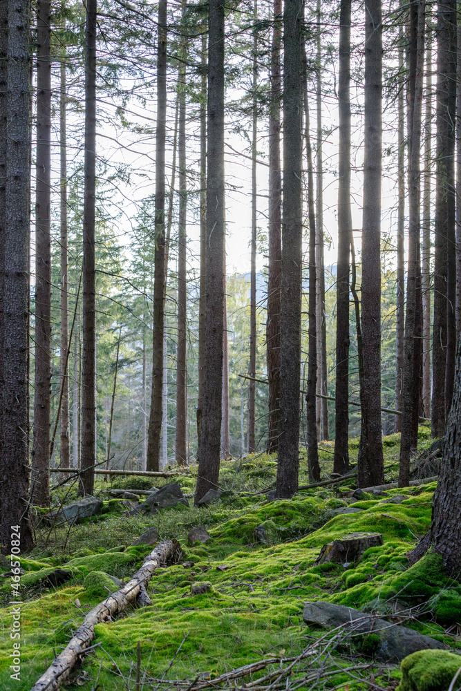 Obraz premium Mountain Forrest