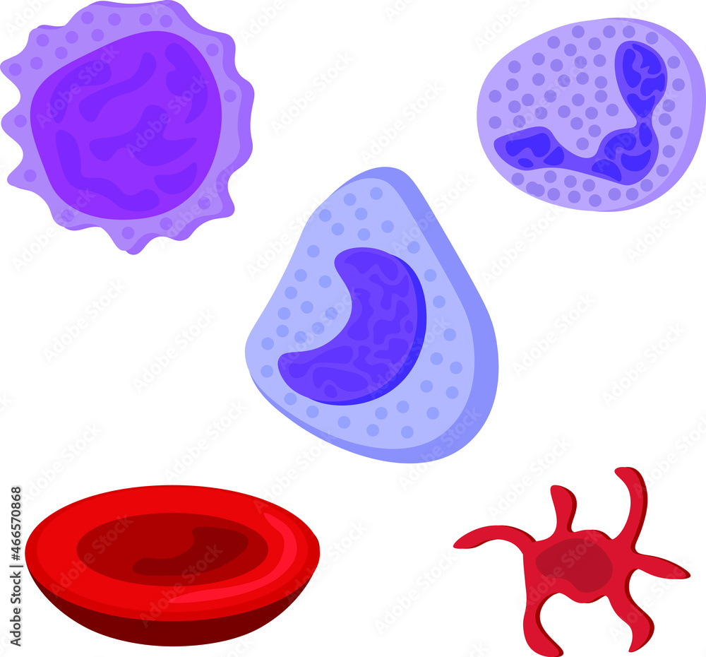 Medical illustration of blood cells. Leukocyte, erythrocyte, platelet, monocyte, lymphocyte, neutrophil.