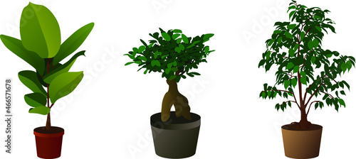 Illustrations of ficuses of different breeds. Ficus Benjamin, ficus elastica, ficus microcarp. Home plants for comfort. Home decor.
