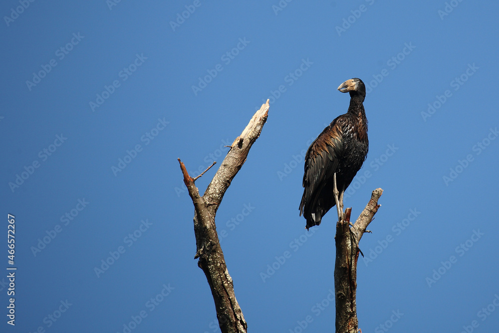 Mohrenklaffschnabel / African openbill / Anastomus lamelligerus Mohrenklaffschnabel / African openbill / Anastomus lamelligerus