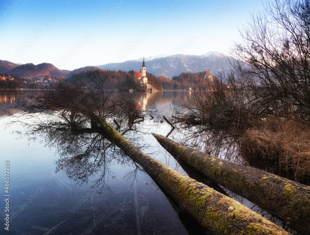 Morning landscape at Lake Bled, Slovenia. Flooded trees in the lake.