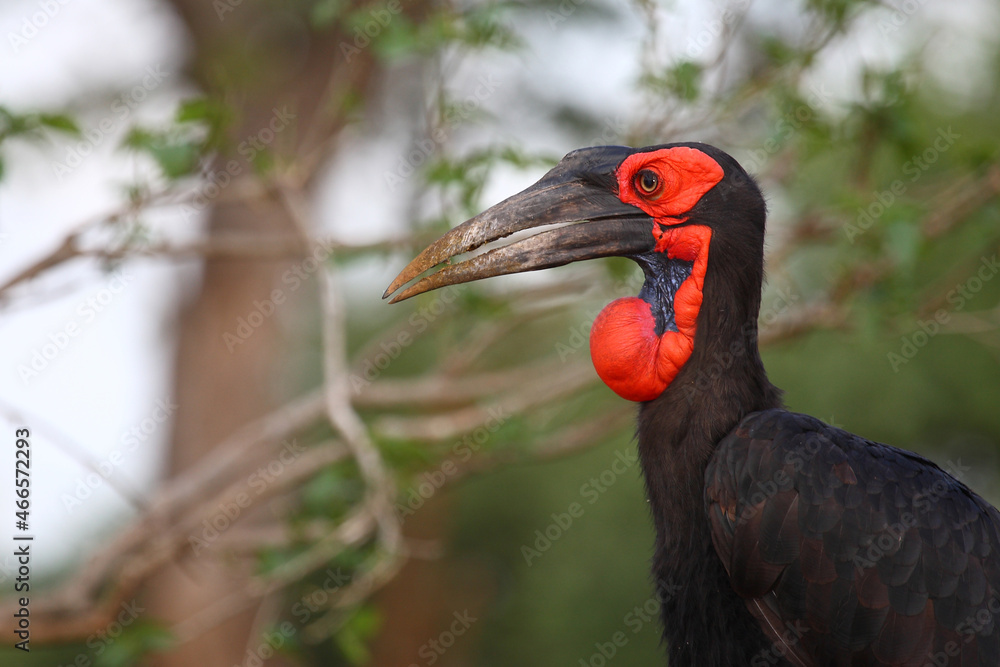 Kaffernhornrabe / Southern ground hornbill / Bucorvus leadbeateri Kaffernhornrabe / Southern ground hornbill / Bucorvus leadbeateri
