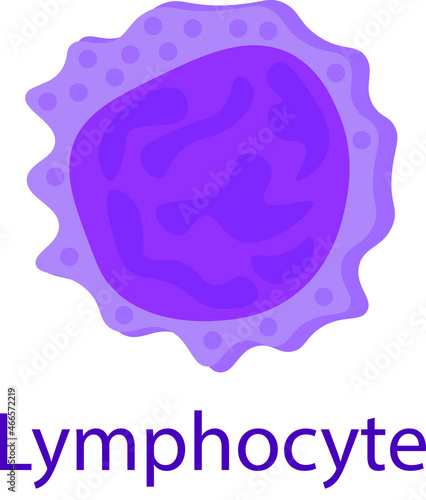 Medical illustration of a monocyte. Blood cells.