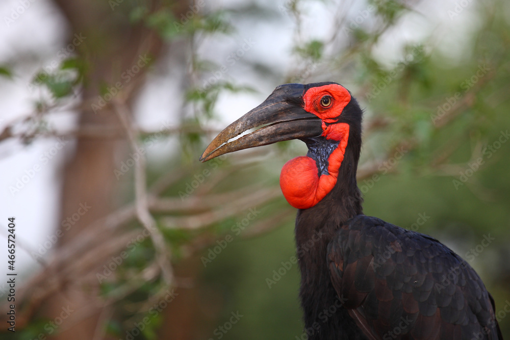 Kaffernhornrabe / Southern ground hornbill / Bucorvus leadbeateri Kaffernhornrabe / Southern ground hornbill / Bucorvus leadbeateri