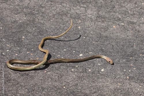 Olive Peitschenschlange / Olive grass snake or Olive whipe snake / Psammophis mossambicus photo