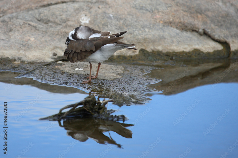 Dreibandregenpfeifer / Three-banded plover or Three-banded sandplover / Charadrius tricollaris