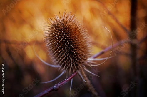 Macro of a thistle in warm golden autumn light