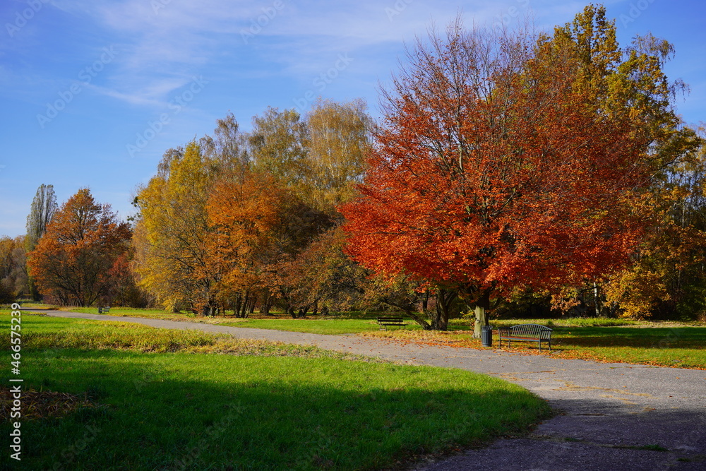 Magic autumn. Alley in the park. Beautiful autumn colors 