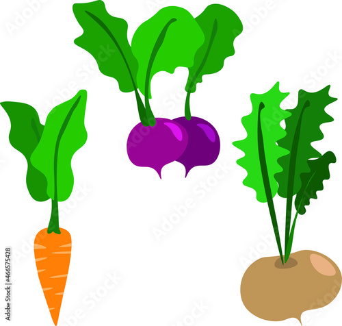 
Illustrations of vegetables and roots of carrots, radishes and turnips. Food for vegetarians.