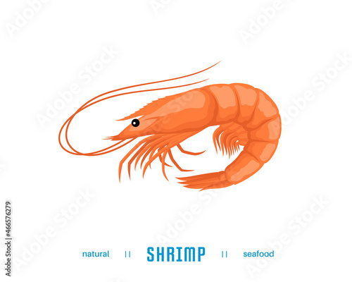 Shrimp vector illustration. Seafood icon isolated on a white background