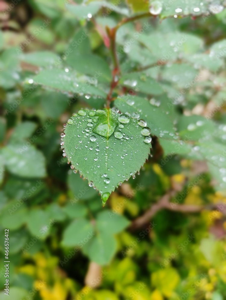 Heart shaped leaf covered with raindrops Heart shaped leaf covered with raindrops