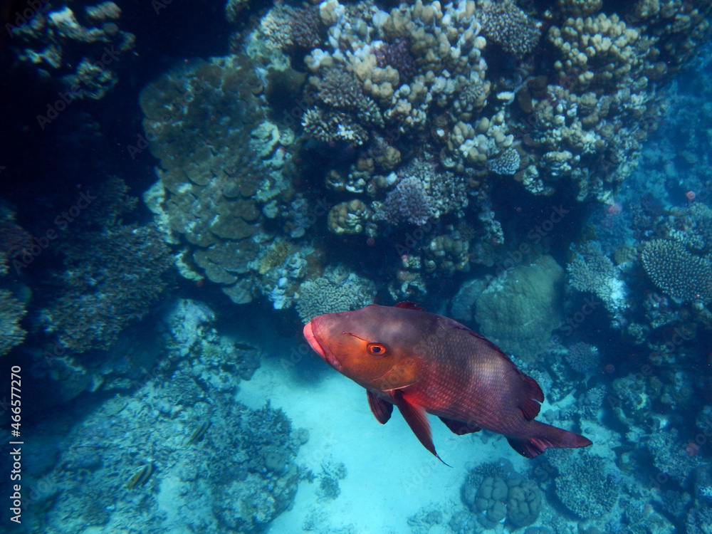 Kupferschnapper oder Doppelfleck-Schnapper / Two-spot red snapper or Twinspot Snapper / Lutjanus bohar. Kupferschnapper oder Doppelfleck-Schnapper / Two-spot red snapper or Twinspot Snapper / Lutjanus bohar.