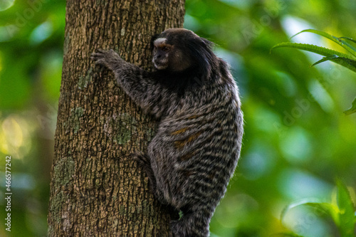 monkey sagui