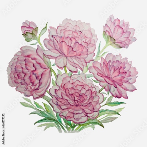 Watercolor transparent flowers. Pink peonies bouquet isolated on white background. Mothers day, easter, wedding, 8 march, birthday, valentines day, springtime background. Design element. 