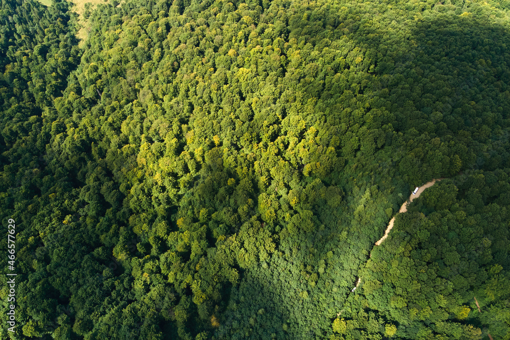 Top down flat aerial view of dark lush forest with green trees canopies in summer.