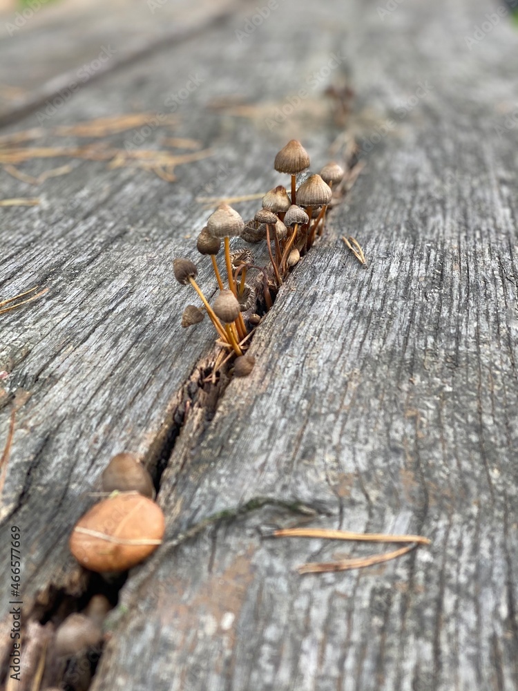 Fototapeta premium Mushrooms macro on the wood table