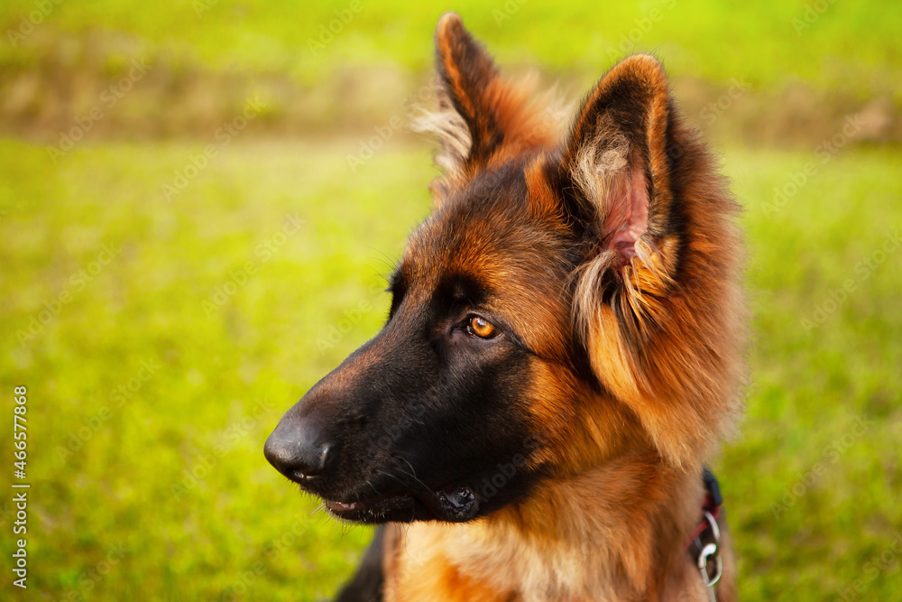 Portrait of a young German shepherd dog. Portrait of a young German shepherd dog.