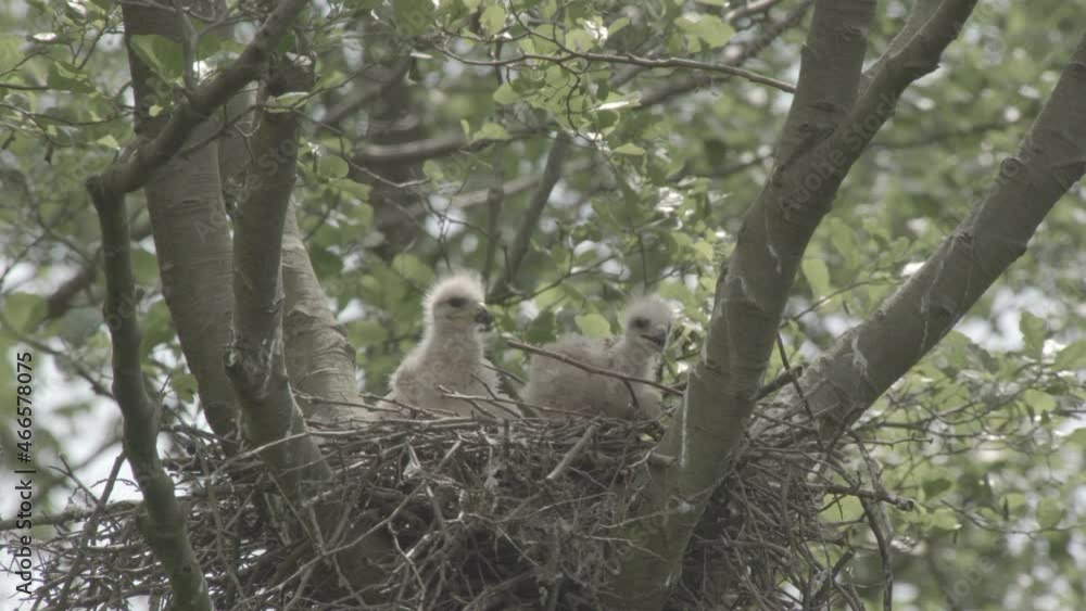 red kite nest - offspring, germany red kite nest - offspring, germany