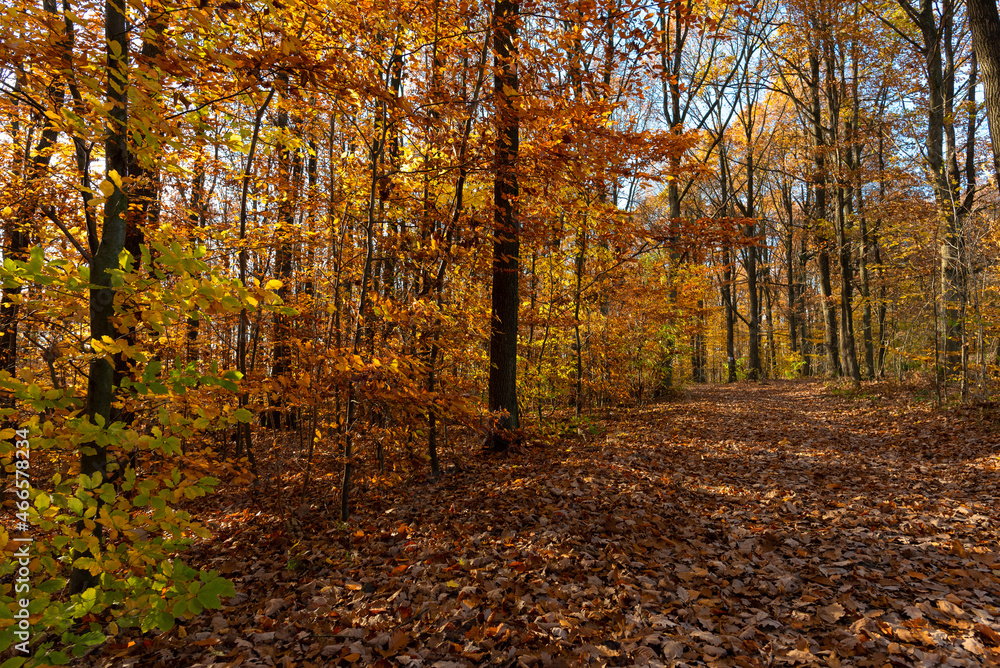 Obraz premium Dense young mixed forest in late fall.