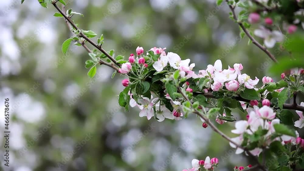 branches with apple blossoms swaying in the wind branches with apple blossoms swaying in the wind