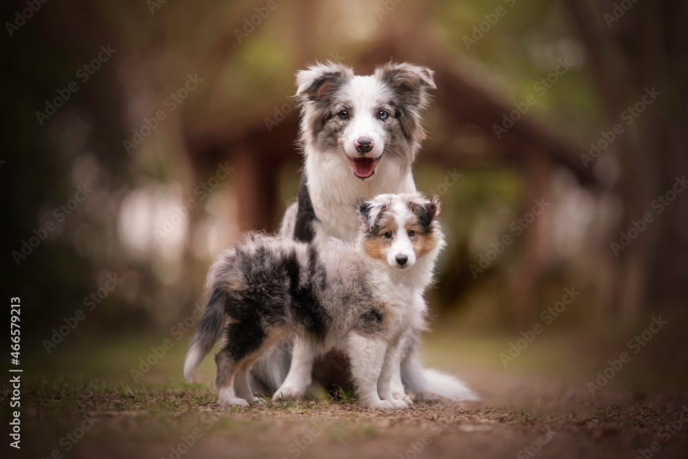 Sheltie puppy and border collie