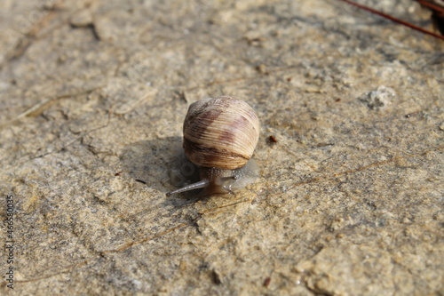 Snail on a stone surface