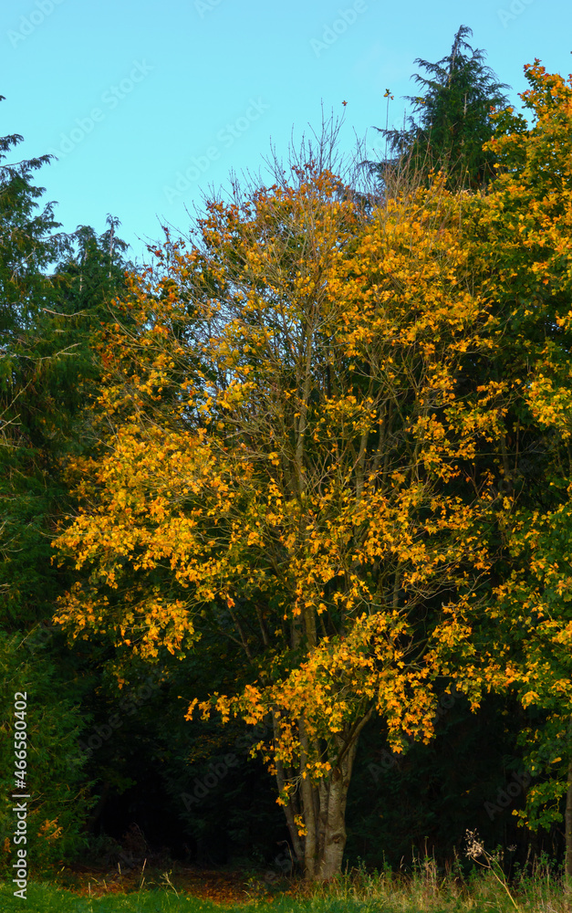beautiful autumnal golden hues on beech trees (Fagus sylvatica) beautiful autumnal golden hues on beech trees (Fagus sylvatica)