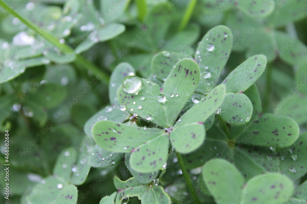 Rain drops on a clover leaf close-up Rain drops on a clover leaf close-up