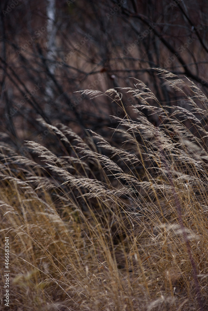 Fototapeta premium Field dried grass in late autumn