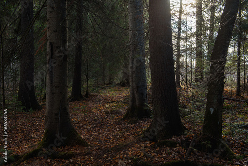 The forest is waiting for winter.