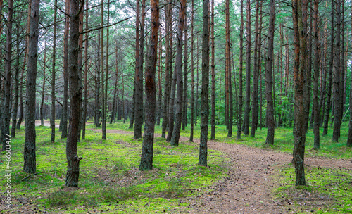 Pine forest with forest trail and green moss