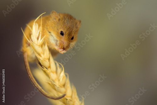 Harvest Mouse on wheat