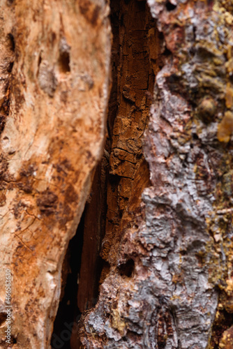 Close up of an old pine bark eaten by insects