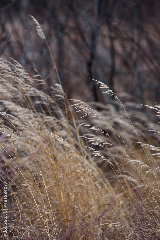 Fototapeta premium Field dried grass in late autumn
